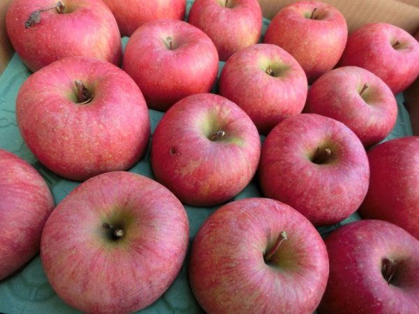 画像5: E-3 サンふじ　家庭用15kg（50〜60玉　多少難ありサイズおまかせ） (5)