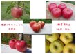 画像1: 季節の旬なりんご　5種類定期便　贈答用3kg (1)