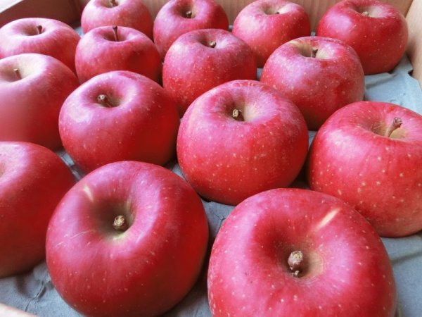 画像1: A-0 贈答用　サンふじ　特秀9〜11玉　3kg (1)