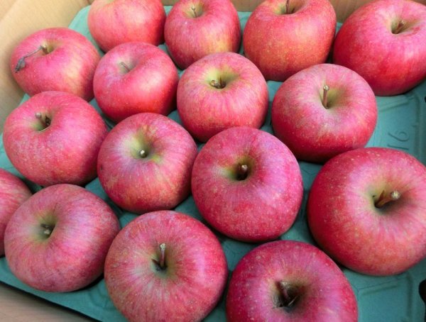 画像3: E-2 サンふじ家庭用10ｋｇ（24〜46玉　多少難ありサイズおまかせ） (3)