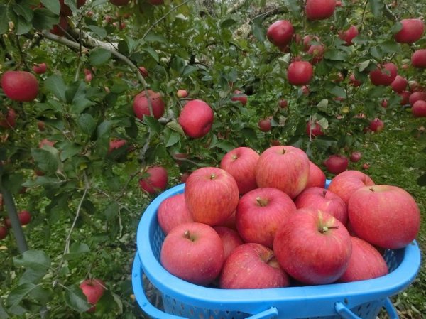 画像5: E-2 サンふじ家庭用10ｋｇ（24〜46玉　多少難ありサイズおまかせ） (5)