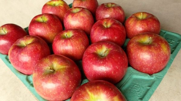 画像1: シナノリップ　家庭用10kg (1)