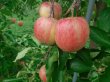 画像3: 季節の旬なりんご　5種類定期便　贈答用3kg (3)