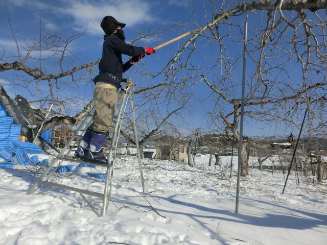 ただいま剪定中です