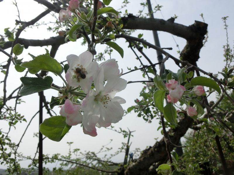 りんごの花が開花してきました。